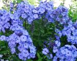 Флокс метельчатый, садовые цветы, голубой