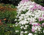 Флокс Друммонда, садовые цветы, белый