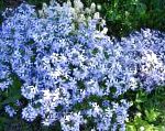 Флокс шиловидный, садовые цветы, голубой