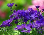 Хризантема корейская, садовые цветы, синий