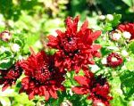 Хризантема корейская, садовые цветы, красный