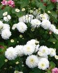 Хризантема корейская, садовые цветы, белый