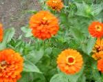 Цинния, садовые цветы, оранжевый