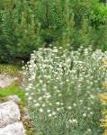 Антеннария (Кошачая лапка), садовые цветы, белый