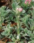 Антеннария (Кошачая лапка), садовые цветы, розовый