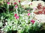 Антеннария (Кошачая лапка), садовые цветы, бордовый