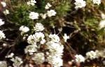 Шиверекия, садовые цветы