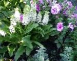Эвкомис (Эукомис, Ананасная лилия), садовые цветы, белый