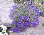 Эдрайантус, садовые цветы, синий