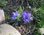 Эдрайантус, садовые цветы, голубой