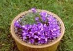 Эдрайантус, садовые цветы, фиолетовый
