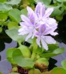 Эйхорния (Водный гиацинт), садовые цветы