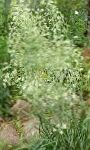 Зигаденус (Антиклея), садовые цветы, зеленый