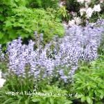 Эндимион, садовые цветы, голубой