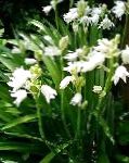Эндимион, садовые цветы, белый