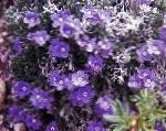 Эритрихиум (Незабудочник), садовые цветы, фиолетовый