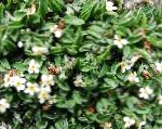 Эритрихиум (Незабудочник), садовые цветы, белый