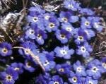 Эритрихиум (Незабудочник), садовые цветы, синий