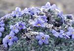 Эритрихиум (Незабудочник), садовые цветы, голубой