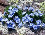Эритрихиум (Незабудочник), садовые цветы, голубой