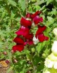 Антирринум (Львиный зев), садовые цветы, бордовый