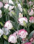 Эустома (Лизиантус), садовые цветы, розовый