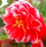 Эустома (Лизиантус), садовые цветы, красный