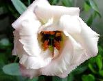 Эустома (Лизиантус), садовые цветы, белый