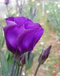 Эустома (Лизиантус), садовые цветы, фиолетовый