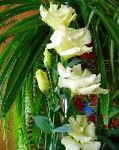 Эустома (Лизиантус), садовые цветы, желтый