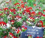 Анхуллис (Язвенник), садовые цветы, красный