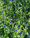 Коммелина, садовые цветы, синий