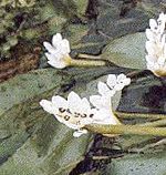 Апоногетон (Водный боярышник), садовые цветы