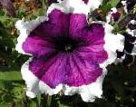 Фортуния (гибрид Петунии), садовые цветы, фиолетовый