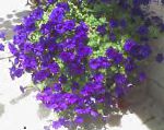 Фортуния (гибрид Петунии), садовые цветы, синий