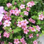Бакопа (Сутера), садовые цветы, розовый