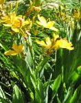 Беламканда, садовые цветы, желтый