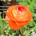 Ранункулюс (Лютик азиатский), садовые цветы, оранжевый