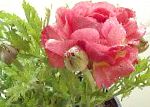 Ранункулюс (Лютик азиатский), садовые цветы, розовый