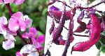 Долихос обыкновенный (гиацинтовые бобы), садовые цветы, розовый