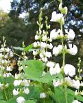 Долихос обыкновенный (гиацинтовые бобы), садовые цветы, белый