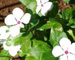 Катарантус (Барвинок розовый), садовые цветы, белый