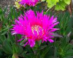 Мезембриантемум хрустальный (Хрустальная трава), садовые цветы, розовый