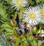Мезембриантемум хрустальный (Хрустальная трава), садовые цветы, белый