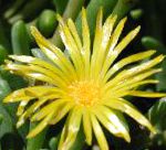 Мезембриантемум хрустальный (Хрустальная трава), садовые цветы, желтый