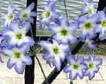 Леукокорин (Левкокорина), садовые цветы, голубой