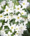 Леукокорин (Левкокорина), садовые цветы, белый