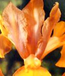 Ксифиум (Ирис голландский , Ирис английский), садовые цветы, оранжевый
