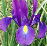Ксифиум (Ирис голландский , Ирис английский), садовые цветы, фиолетовый