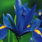 Ксифиум (Ирис голландский , Ирис английский), садовые цветы, синий
